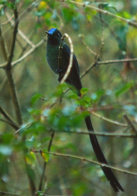 Aglaiocercus kingi Trochilidae