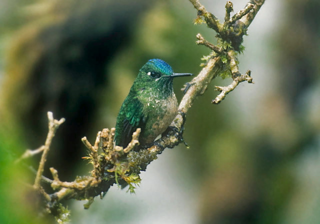 Heliodoxa leadbeateri Trochilidae