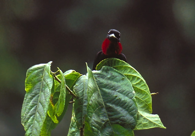 Querula purpurata Cotingidae