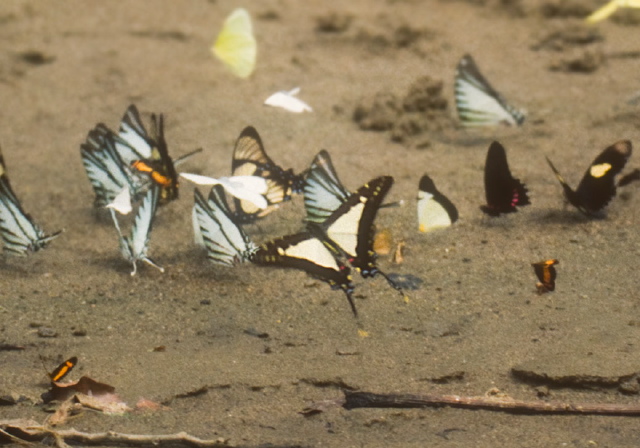 Protographium dioxippus diores Papilionidae