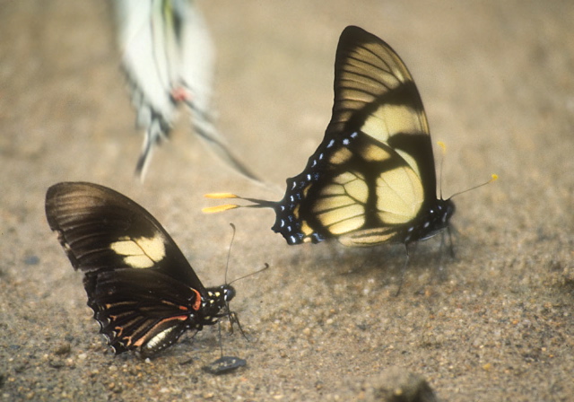 Eurytides dolicaon Nymphalidae