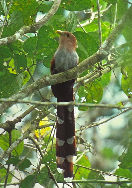 Piaya cayana Cuculidae