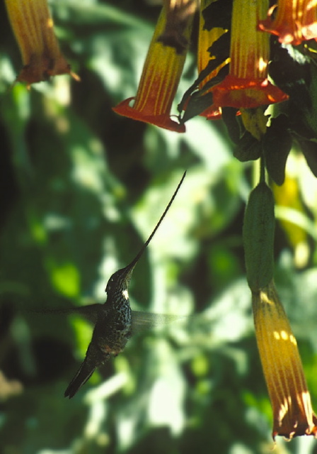 Ensifera ensifera Trochilidae