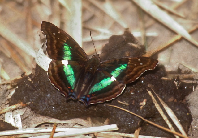 Doxocopa laurentia Nymphalidae