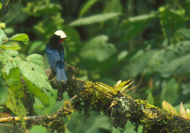 Sericossypha albocristata Thraupidae