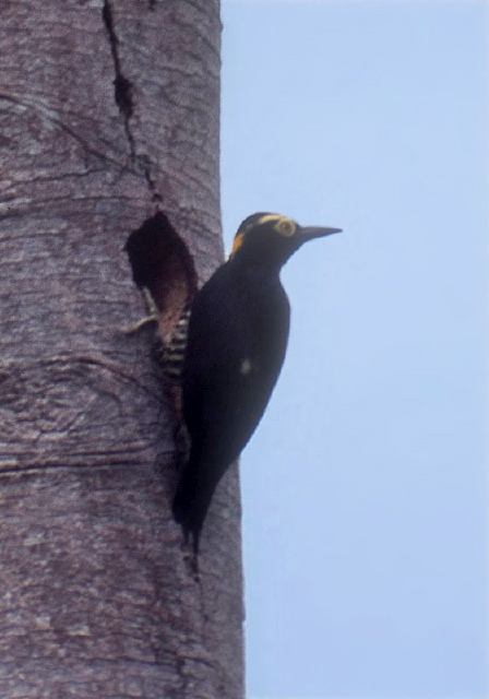 Melanerpes cruentatus Picidae