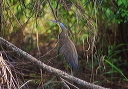 bare-throated_tiger-heron