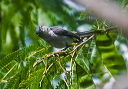 blue-gray_gnatcatcher_0051