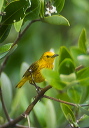 golden_warbler_0059