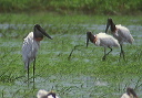 jabiru