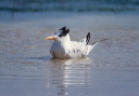 royal_tern_0076