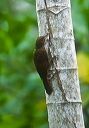 tawny-winged_woodcree_759ef