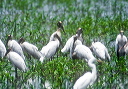 the_wood_stork_0071