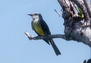 tropical_kingbird_0057