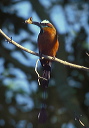 turquoise-browed_motmot