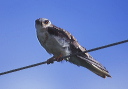 white-tailed_kite