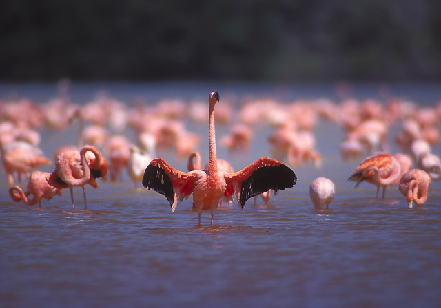 Phoenicopterus ruber Phoenicopteridae