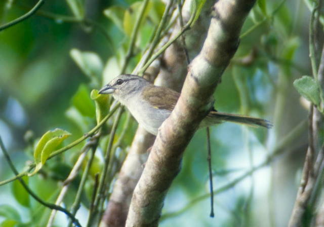 Arremonops chloronotus? Emberizidae