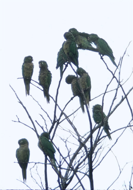 Aratinga nana Psittacidae