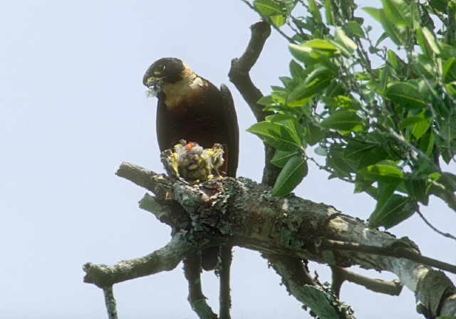 Falco rufigularis Falconidae