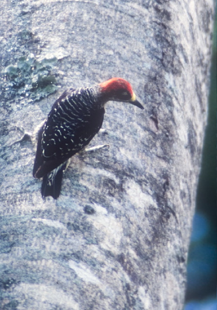 Melanerpes pucherani Picidae