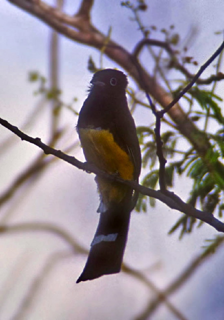 Trogon melanocephalus Trogonidae