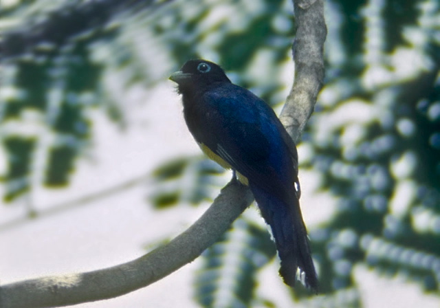 Trogon melanocephalus Trogonidae