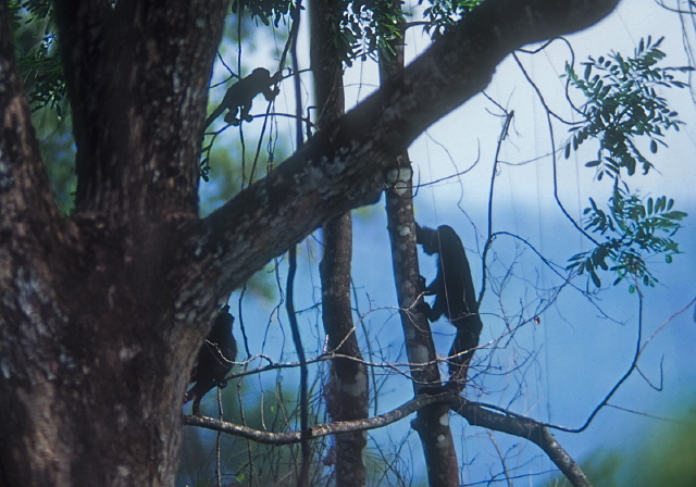 Alouatta pigra Atelidae