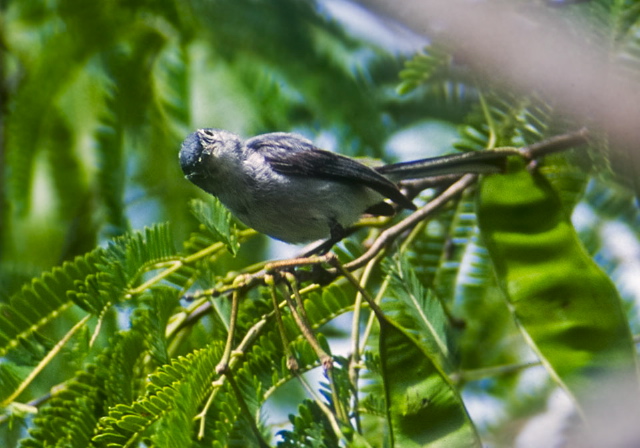 Polioptila caerulea cozumelae Polioptilidae