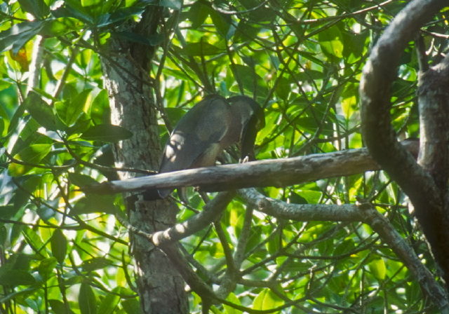 Cochlearius cochlearius Ardeidae