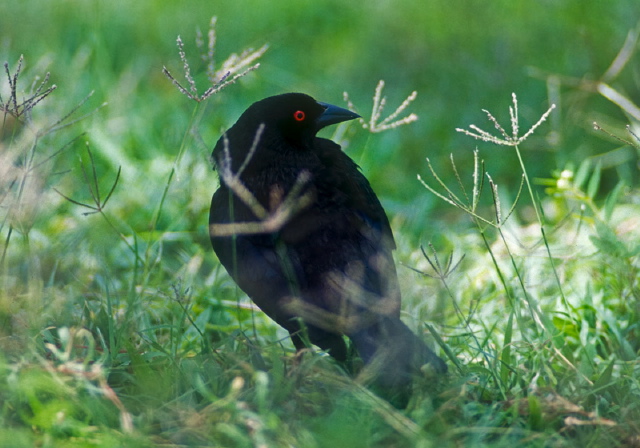 Molothrus aeneus Icteridae