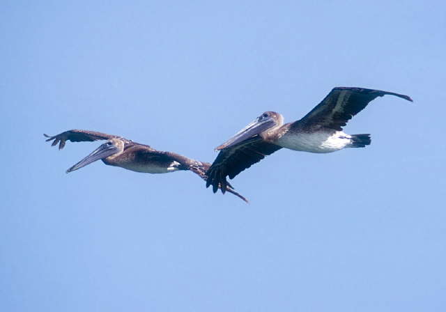 Pelecanus occidentalis Pelecanidae