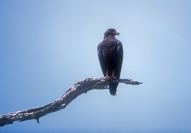 Buteogallus anthracinus Accipitridae