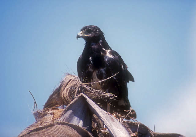 Buteogallus anthracinus Accipitridae