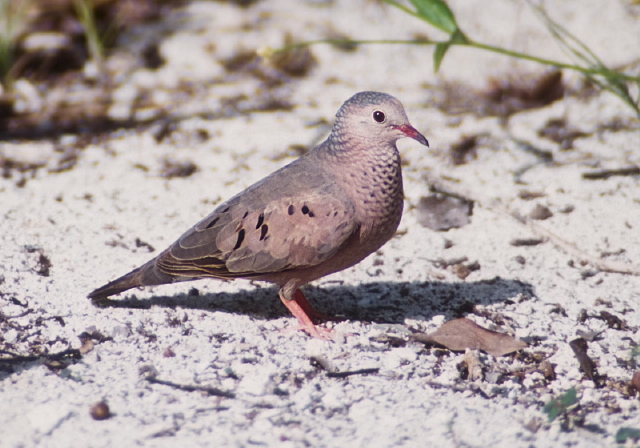 Columbina passerina Columbidae