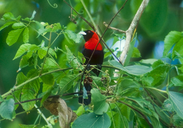 Ramphocelus sanguinolentus Thraupidae