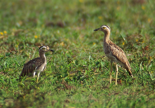 Burhinus bistriatus Burhinidae