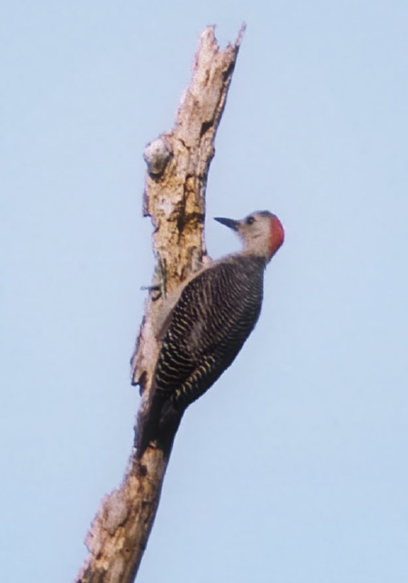 Melanerpes aurifrons Picidae