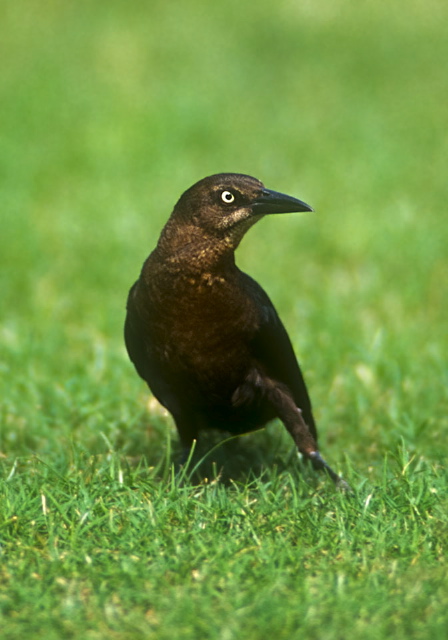 Quiscalus mexicanus Icteridae