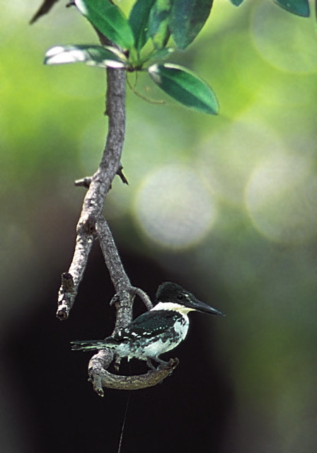 Chloroceryle americana Alcedinidae