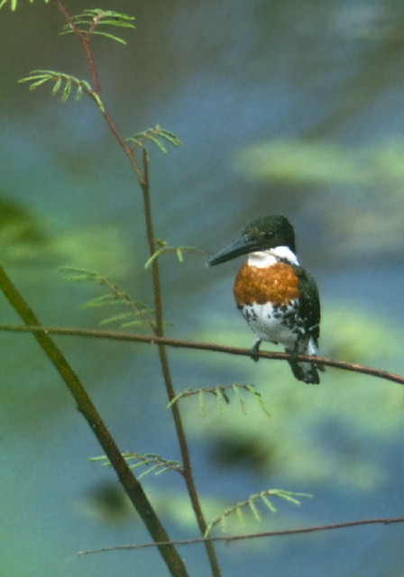 Chloroceryle americana Alcedinidae