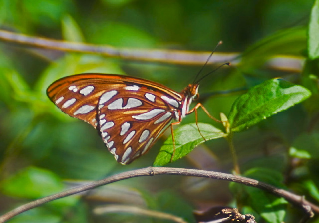 Agraulis vanillae Nymphalidae