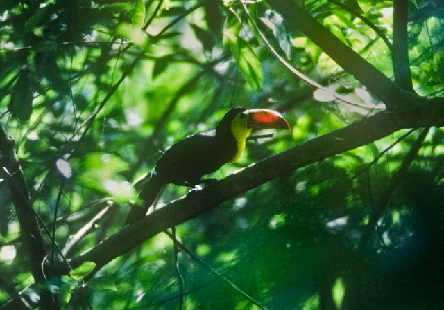 Ramphastos sulfuratus Ramphastidae