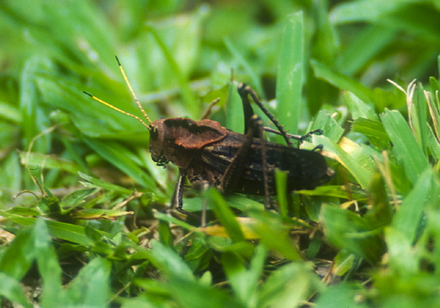 Taeniopoda Romaleidae