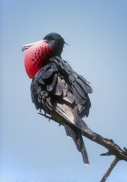 Fregata magnificens Fregatidae