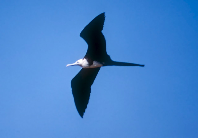 Fregata magnificens Fregatidae