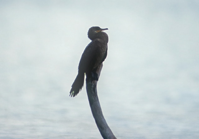 Phalacrocorax brasilianus Phalacrocoracidae