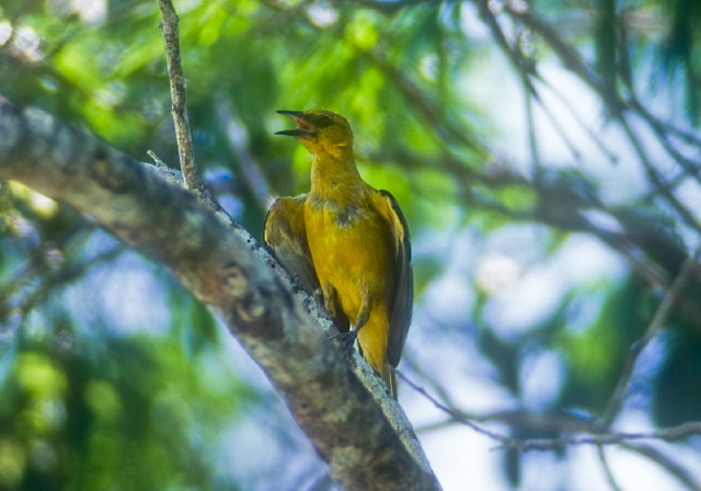 Icterus sp. Icteridae