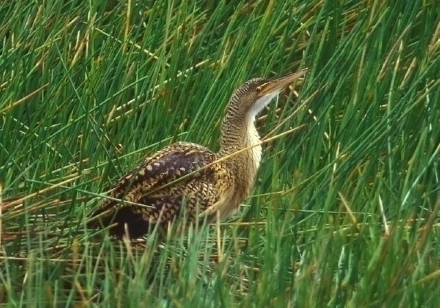 Botaurus pinnatus Ardeidae