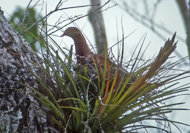 Patagioenas flavirostris Columbidae